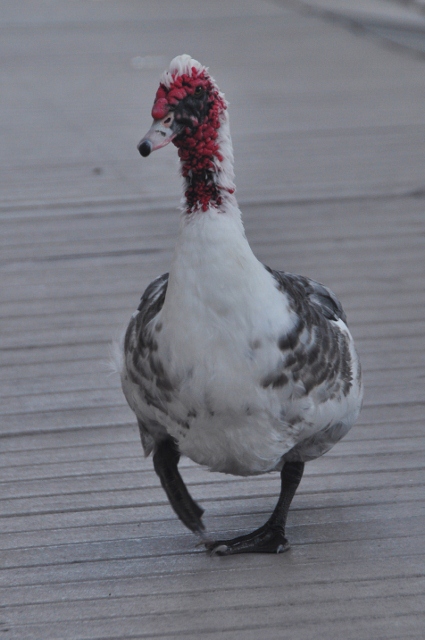 unnamed goose